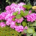 Hortensia.