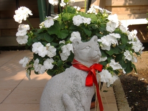 Fiere poes voor de bloemenpracht.