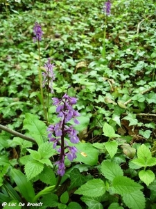 2010_05_16 Nismes 12 gevlekte orchis