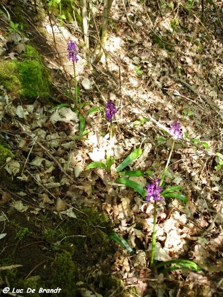 Ardennen wandeling Nismes