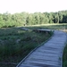 Loopbrug over natte venen 1