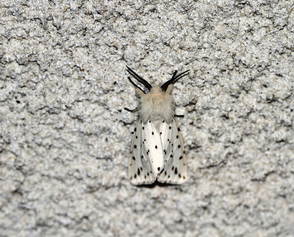 IMG_8178  Witte Tijger