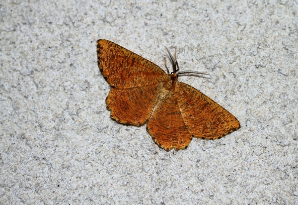 IMG_8181 Oranje iepentakvlinder