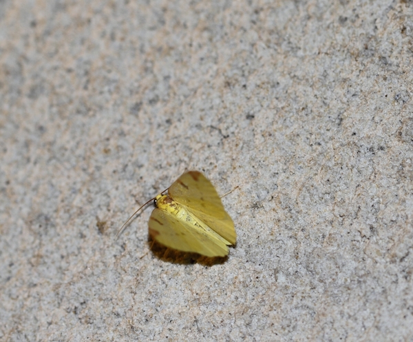 IMG_8161 Hagedoornvlinder