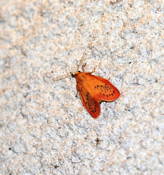 IMG_8170 Rozenblaadje