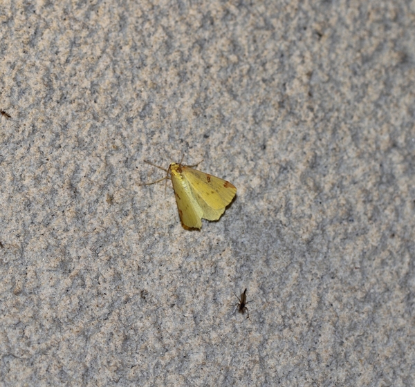 IMG_8172 Hagedoornvlinder