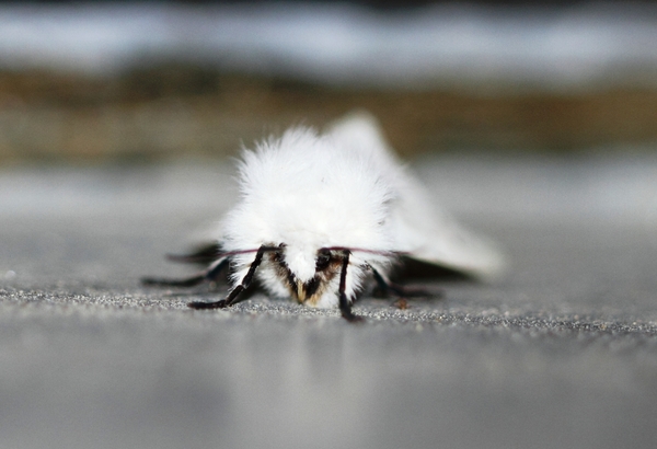 IMG_7243 Witte Tijger