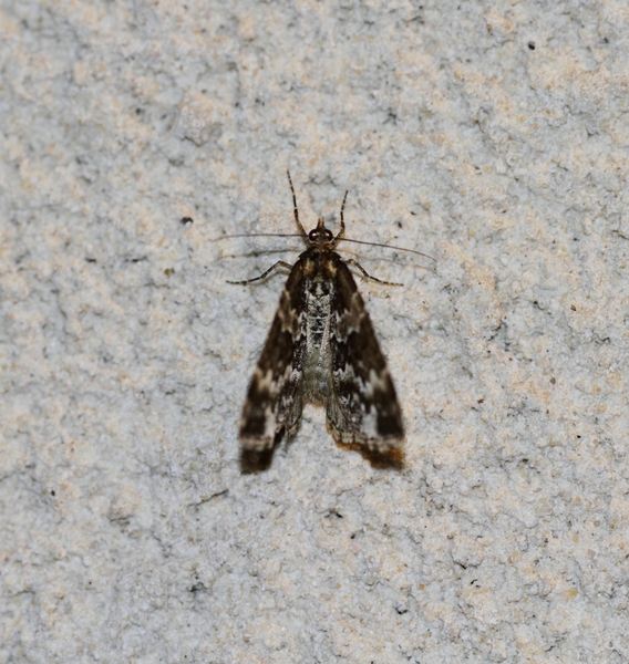 IMG_7257  KLEINE WORTELHOUTSPANNER