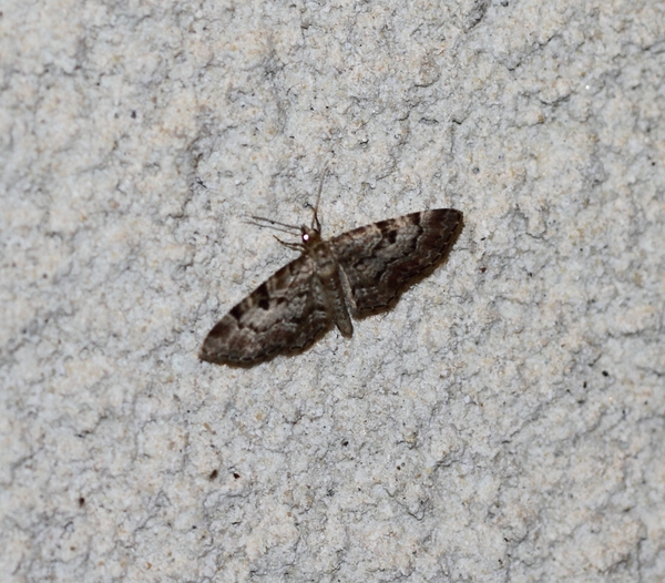 IMG_7157  SPARDWERGSPANNER