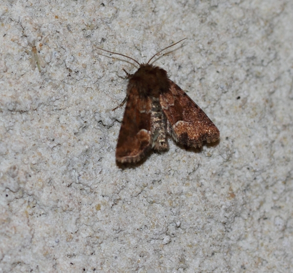 IMG_7122  ORANJEGEEL HALMUILTJE