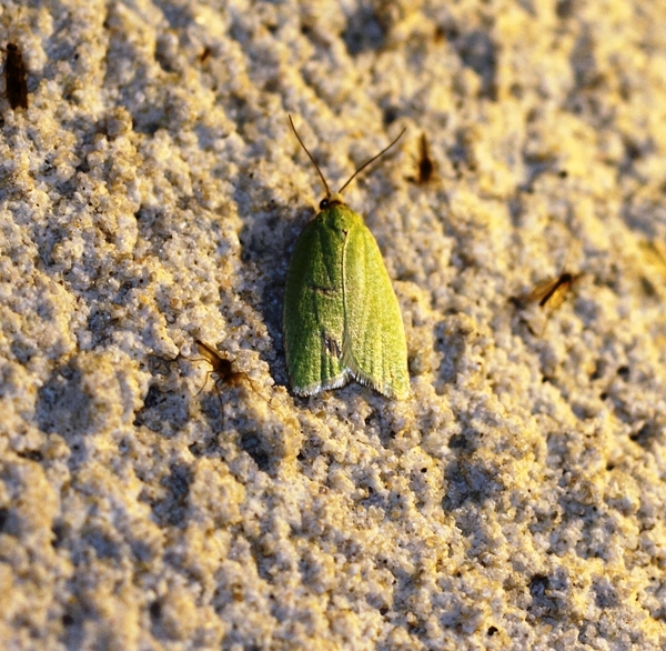 IMG_7140  Eikenbladroller