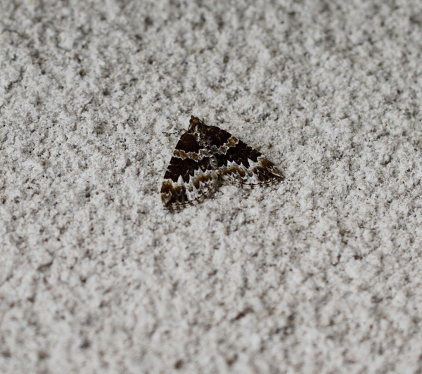 IMG_7329  kLEINE WORTELHOUTSPANNER