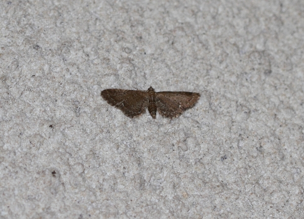 IMG_7109  GEWONE DWERGSPANNER