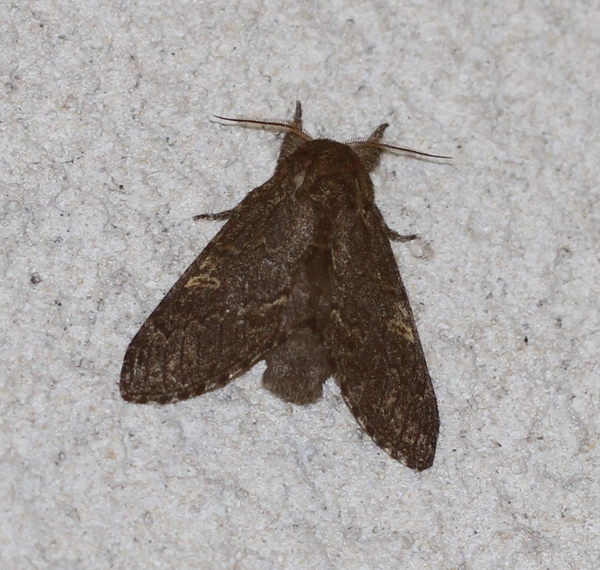 IMG_6205 GEELBRUINE TANDVLINDER