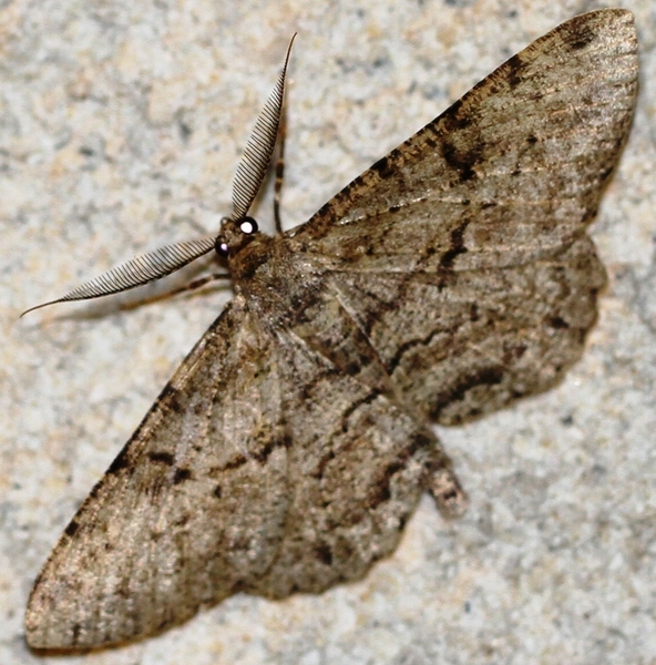 IMG_6233  TAXUSSPIKKELSPANNER