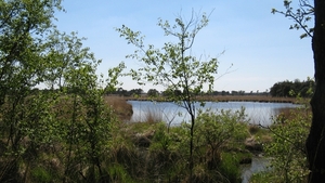 Drielingenven (Kalmthoutse heide)