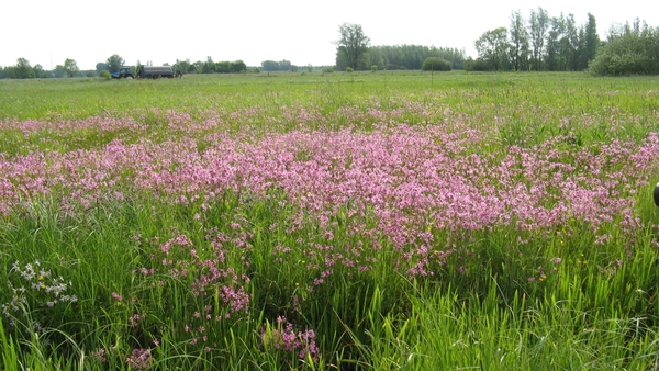 Viersels Gebroekt