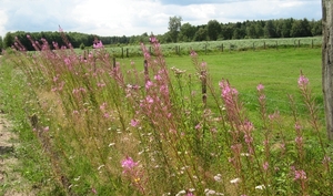 Landschap De Liereman