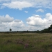 Kalmthoutse heide