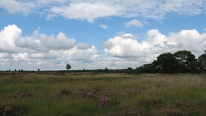 Kalmthoutse heide