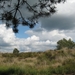 Kalmthoutse heide