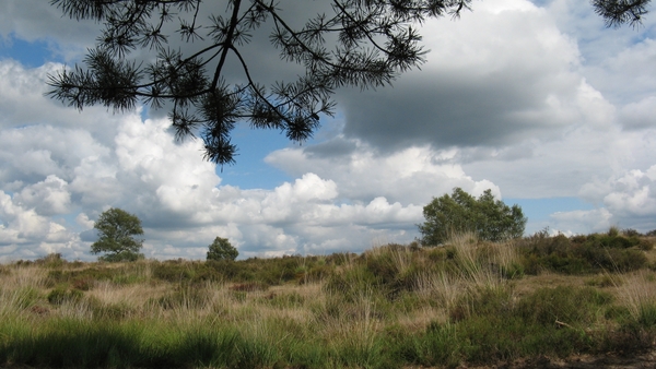 Kalmthoutse heide