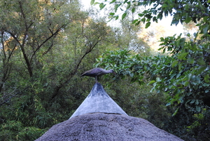 Vogel vlucht op dak