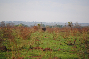 Buffel in de verte