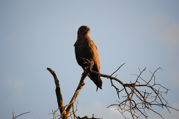 Ook fiere vogels