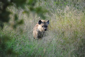 Een jonge hyena