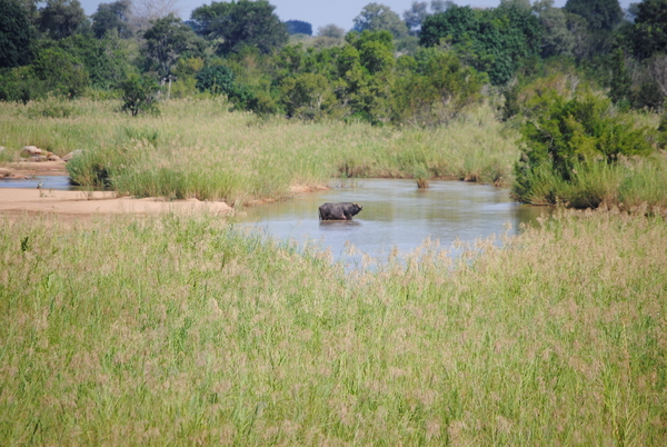 Buffel neemt bad