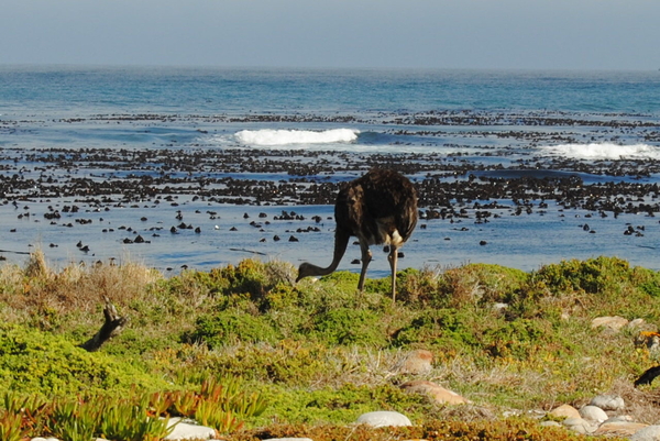 Op weg naar kaap struisvogel aan zee (uniek beweren ze)