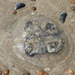 P1100554