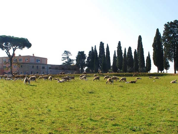 Schapen op de catacombegronden
