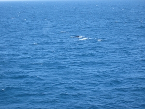 Walvis voor de kust van Durban
