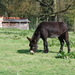 Bazel 2008