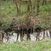 bazel 2008