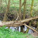 bazel 2008