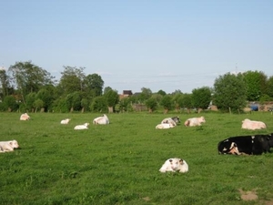 KOETJES IN DE WEI