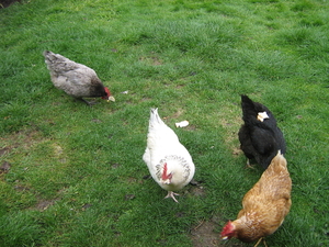 Vergeten,en dus ook dakloos