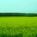 DSC05020