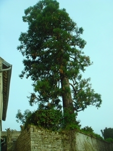 DSC05036