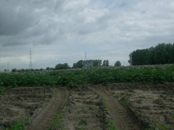 08-07-08 Evergem-Doornzele