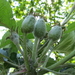 peren