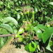 peren