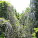 blauwe regen