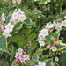 bloem