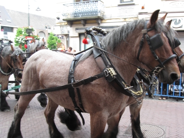 Dendermonde Ros Beiaard ommegang '01 077