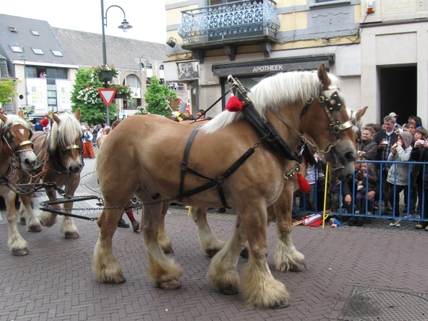 Dendermonde Ros Beiaard ommegang '01 164