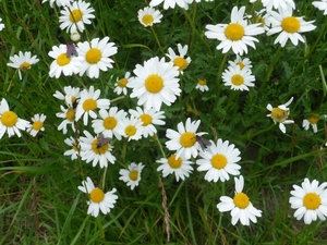 vlindertjes